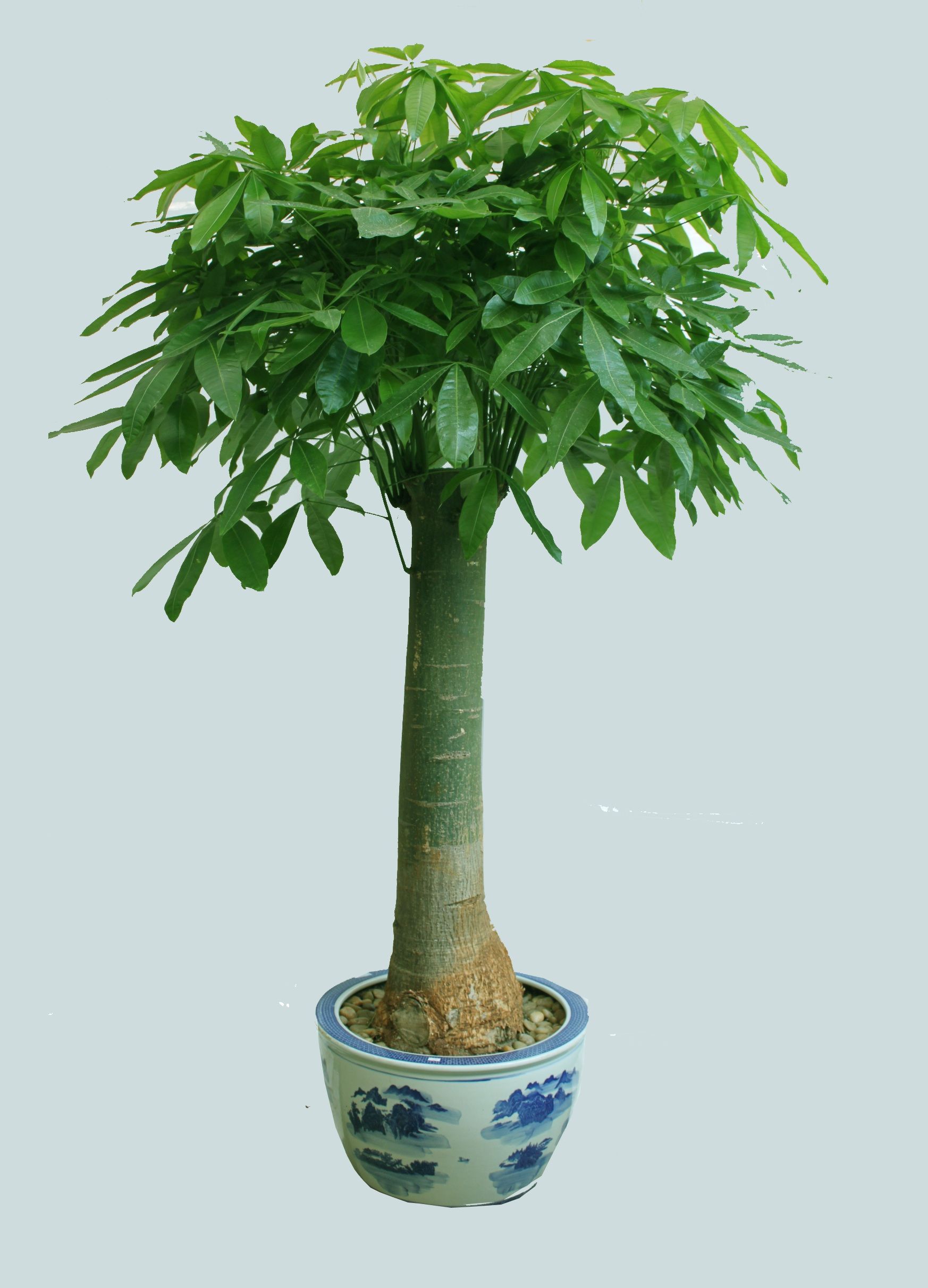 单杆发财树|杭州植物出租