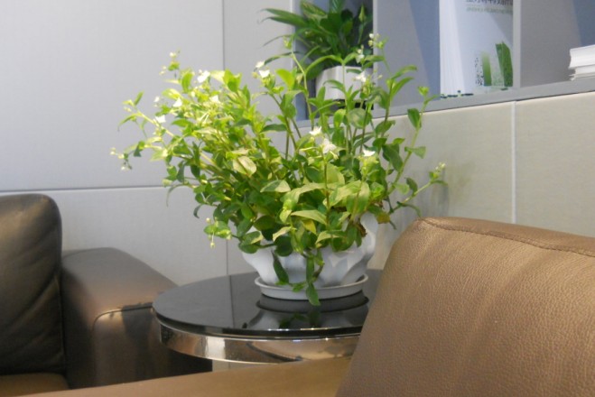 家庭植物租赁